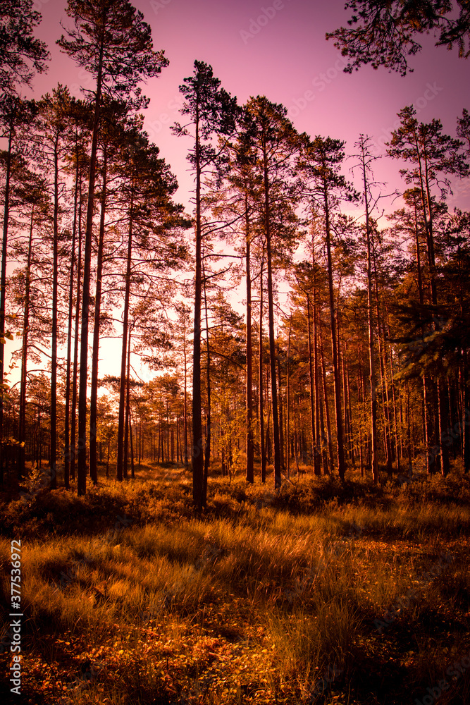 A colorful summer or autumn nature photograph of a sparse pine tree forest during dush sunrise or dawn sunset.