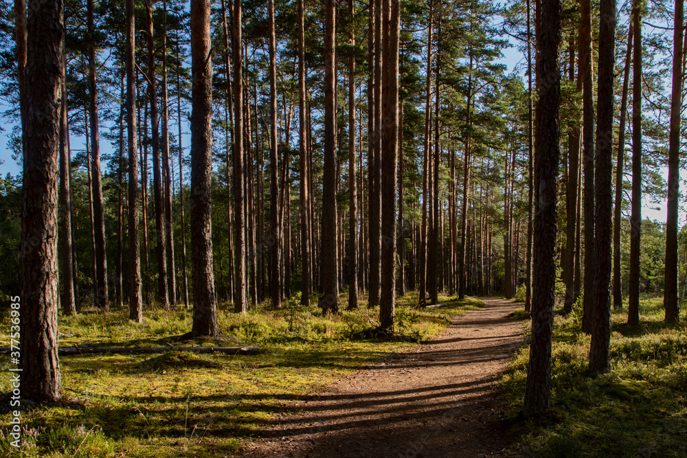 Naklejka premium A summer or autumn nature photograph of a sparse pine tree forest with a walking path or dirt road and shadows
