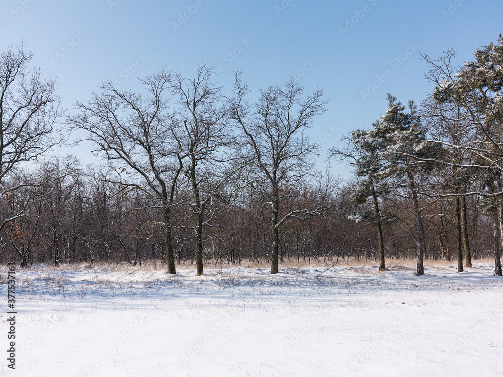 custom made wallpaper toronto digitalWinter forest. Snow covered trees in winter forest with road. Sunset in wood between trees strains in winter period. Country road covered by fresh snow during winter Christmas time.