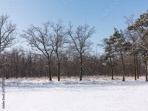 Wallpaper Mural Winter forest. Snow covered trees in winter forest with road. Sunset in wood between trees strains in winter period. Country road covered by fresh snow during winter Christmas time. Torontodigital.ca