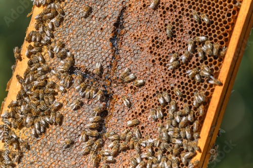 Honey bees on a hive cluster