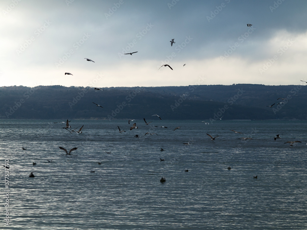 In winter, white swans and seagulls swim in sea. Sea swans, gulls and ducks in winter in coastal waters. Feeding hungry seabirds in winter.