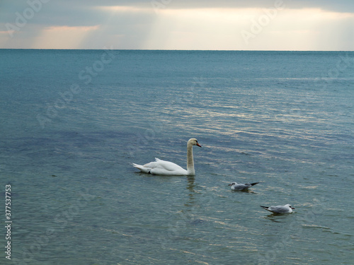 In winter  white swans and seagulls swim in sea. Sea swans  gulls and ducks in winter in coastal waters. Feeding hungry seabirds in winter.