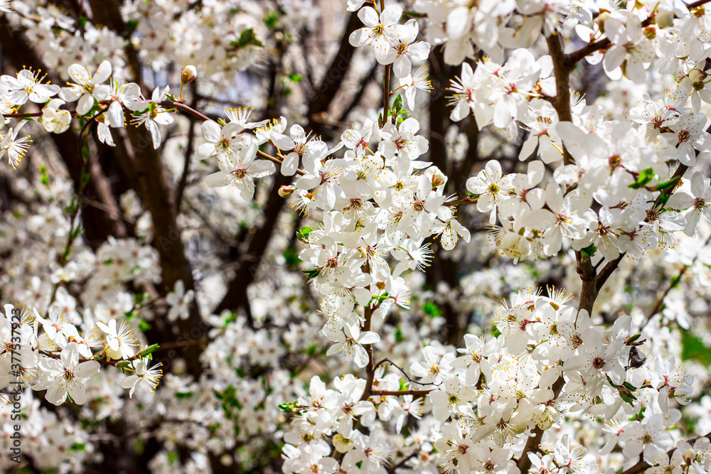 Fresh bright white flowers of blossoming asian cherry on green leaves background in the garden in spring close up. Fresh bright white flowers of blossoming asian cherry on green leaves background in the garden in spring close up.