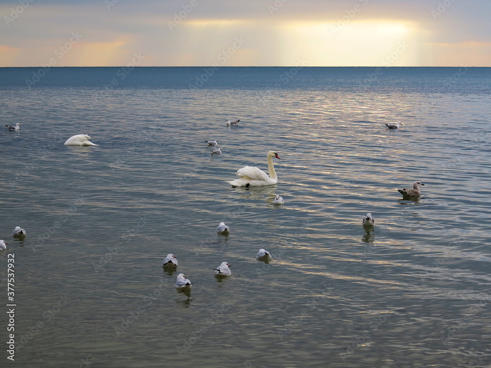 In winter, white swans and seagulls swim in sea. Sea swans, gulls and ducks in winter in coastal waters. Feeding hungry seabirds in winter.