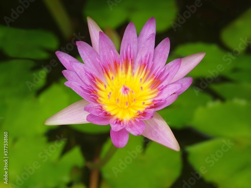 One purple water lily. Aquatic plant of Thailand  Asia  traditional plants. Tropical. Pink petals  yellow centre. Single flower of waterlily with leaves in a pond. Close up  macro  top view of lotos. 