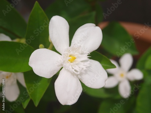 White flowers and green leaves in the bush in the garden. Flowering plants, close up, macro. Wrightia antidysenterica flower. Five petals, yellow pistil. Graceful showy flowers in the garden. Concept photo