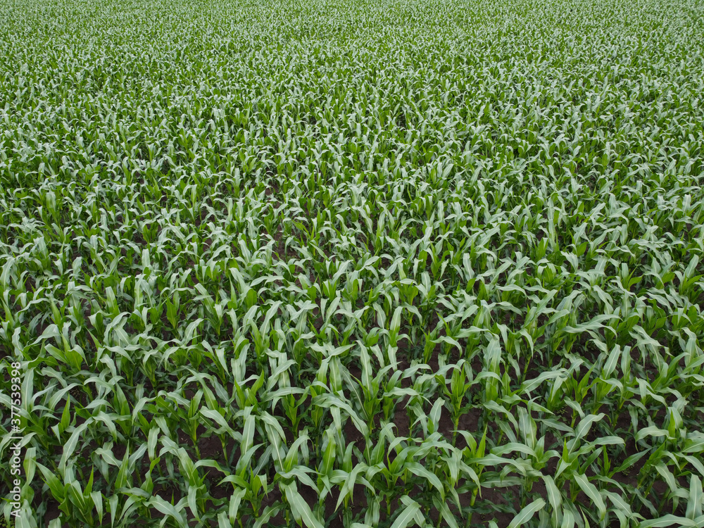 Green corn field background top view. Green corn field background top view.