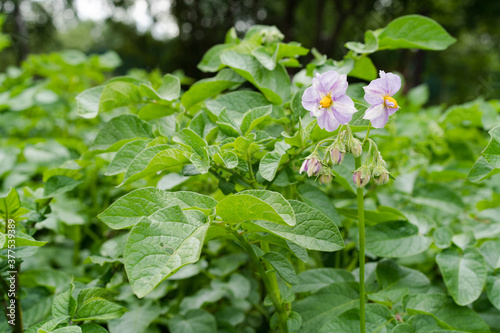 Close-up of pink potato blooms, lilac color