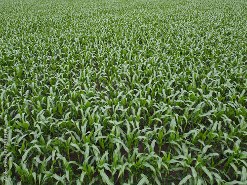 Green corn field background top view.