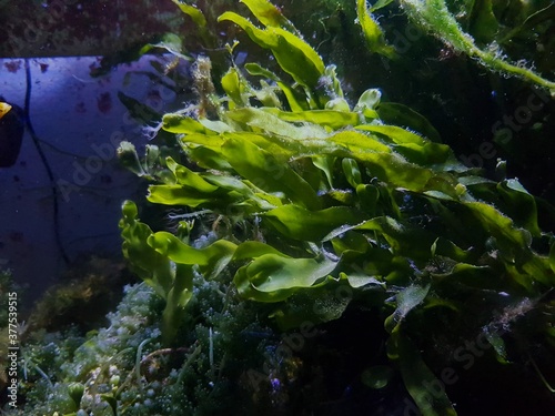 Caulerpa prolifera in refugium system for saltwater coral reef aquarium tank photo