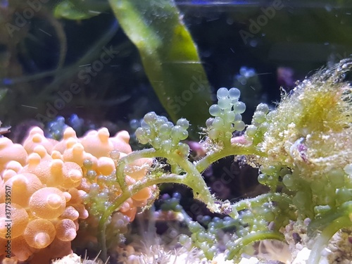 Caulerpa racemosa in refugium system for saltwater coral reef aquarium tank photo