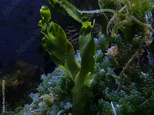 Caulerpa prolifera in refugium system for saltwater coral reef aquarium tank photo