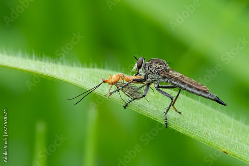 Robber Fly is injecting both neurotoxins and digestive enzymes into prey body