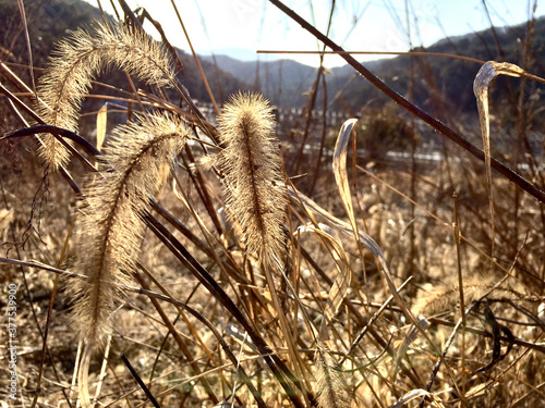 Grass
