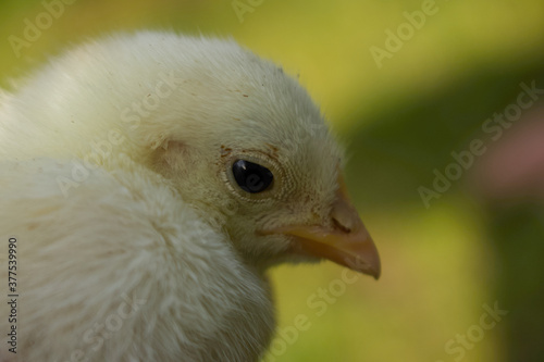 Chick