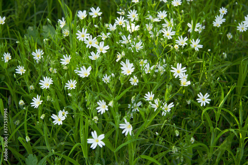 Small white flowers in large quantities on a forest clearing or in a field in spring. Can be used as a background
