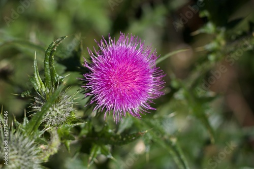 Pretty pink purple thistle flower against soft green background in summer © Jane Tansi