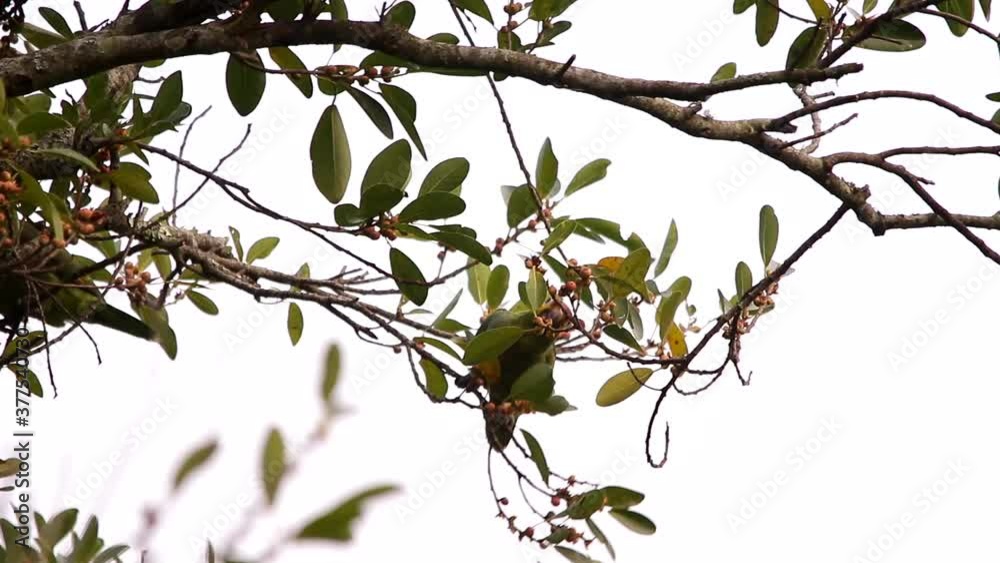 Super cute Red-lored amazon parrots eating from really thin branches