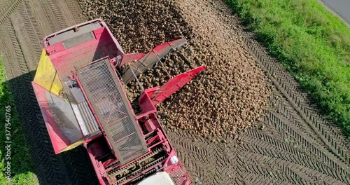 Farmers harvest sugar beet in a country field. Sugar beet harvest with a Sugarbeet harvester an agricultural machine.