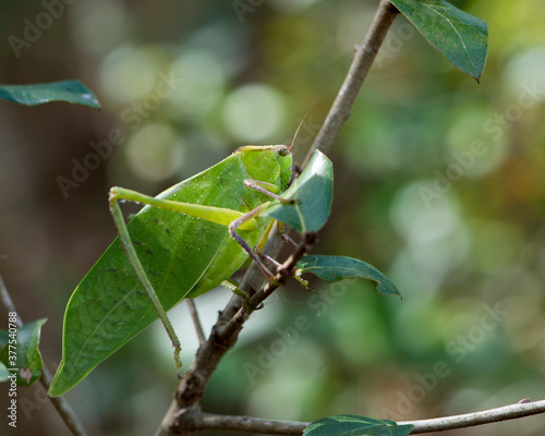 Katydid Insect Stock Photos. Katydid Insect on a branch tree with a blur background in its habitat and environment. Image. Picture. Portrait.