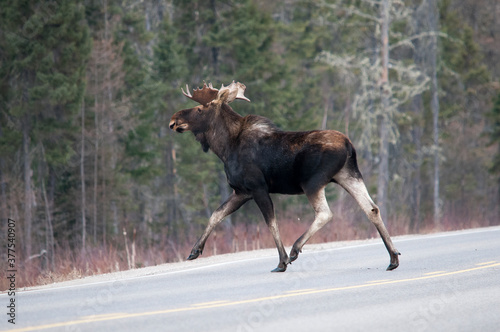 Moose Stock Photos. Moose crossing the highway in the winter season with a blur background in its habitat and environment displaying moose antlers  brown fur  long legs  nose. Picture. Image. Portrait