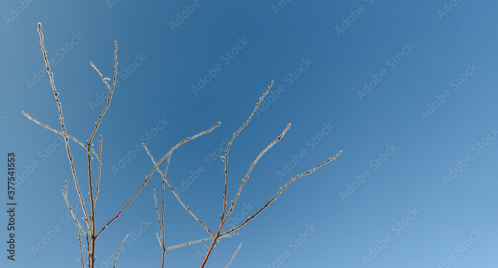 Tree twig are covered with snow frost. Ice crystals shine in sun. Background blue sky. Concept of winter holiday New Year and Christmas. Selective focus. Tree twig are covered with snow frost. Ice crystals shine in sun. Background blue sky. Concept of winter holiday New Year and Christmas. Selective focus.