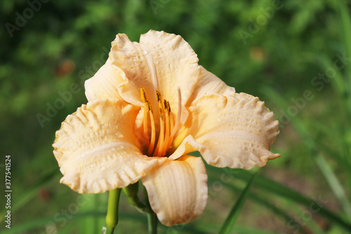 daylily flowers in the garden