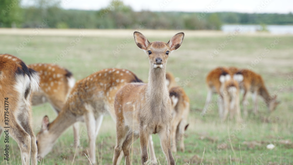 white tailed deer in the grass white tailed deer in the grass