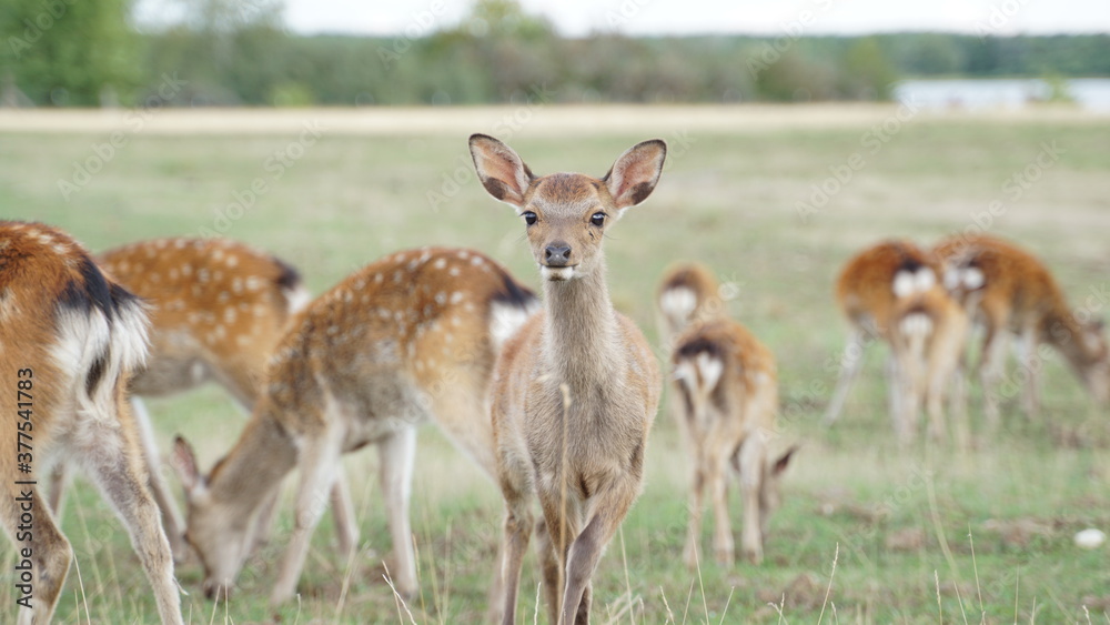 white tailed deer in the grass