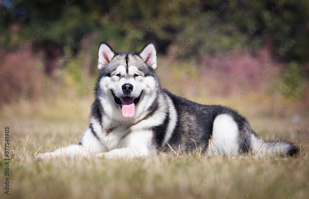 large dog malamute breed lies on the grass