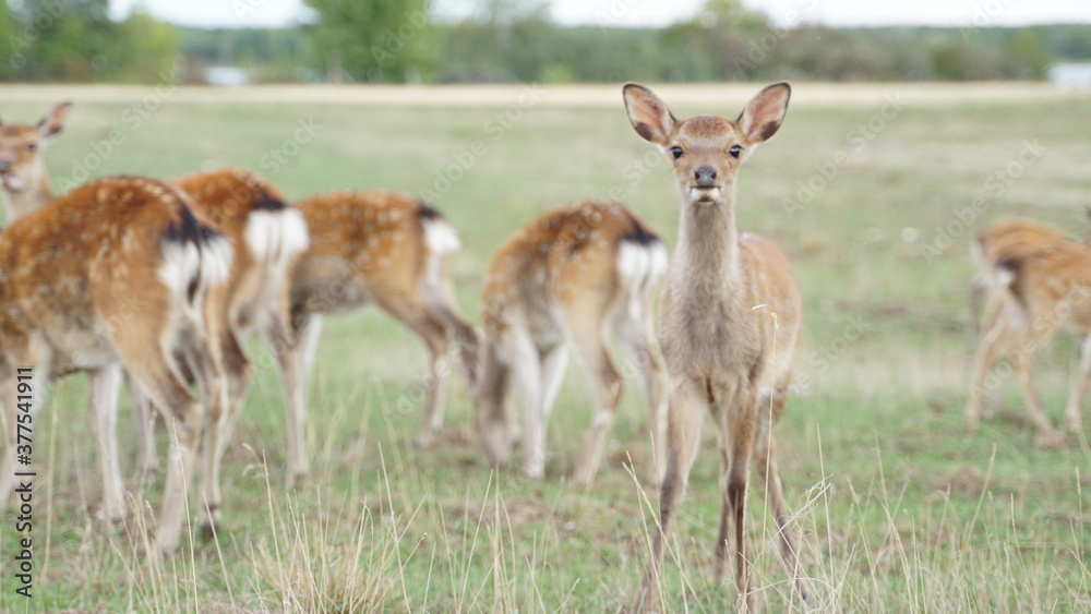 white tailed deer in the grass white tailed deer in the grass