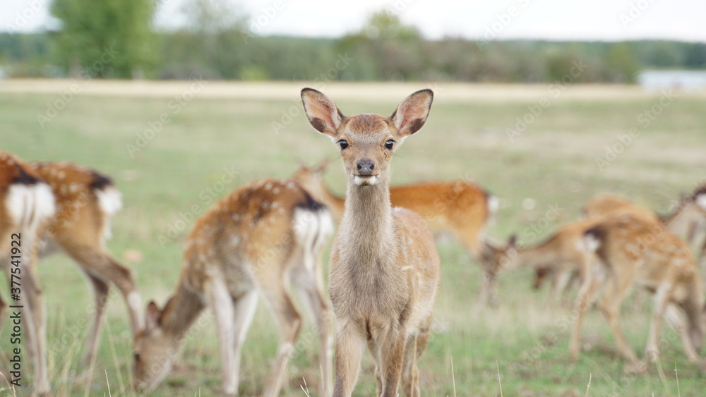 white tailed deer in the grass