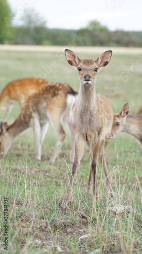 white tailed deer in the grass