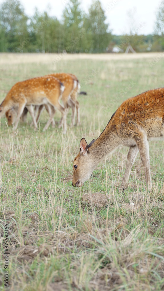 white tailed deer in the grass white tailed deer in the grass