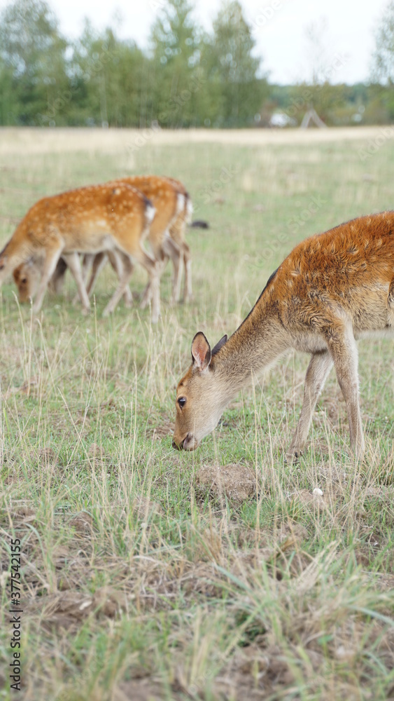 white tailed deer in the grass