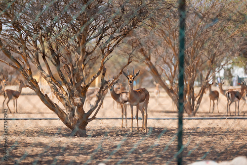 Two adult Arabian Gazelles peep from under a tree to have a look at their surroundings and to ensure everything is safe.
