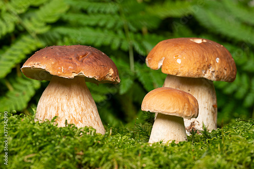 edible mushrooms - Boletus edulis in forest