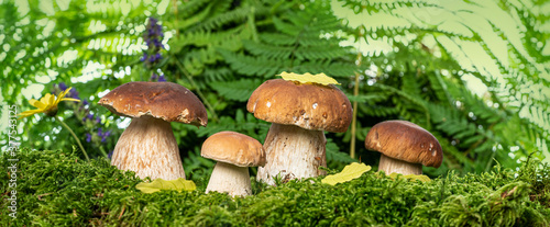 Foto edible mushrooms - Boletus edulis in forest