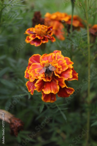 Little bee on a flower © DENS