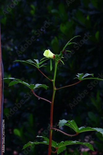 Okra flower.Abelmoschus esculentus,Okra, lady`s finger plant with flower field and Sunlight.Okra, lady`s finger plant blooming