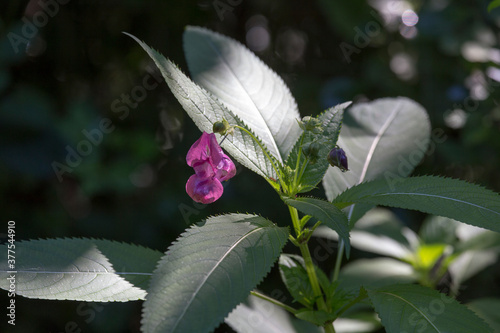 фотографія A plant of impatiens glandulifera with flower