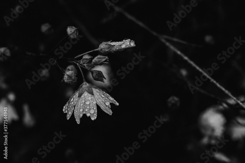 Flowers with drops of water in a forest background / black and white - Monte Pedroso, Santiago de Compostela, Galicia, Spain © Raquel BP