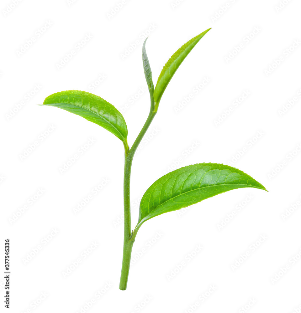 green tea leaf isolated on white background green tea leaf isolated on white background