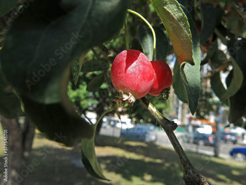 Pair of pink Plumleaf crab apples among the green leaves in the tree. Autumn sunny weather. Ukraine   photo