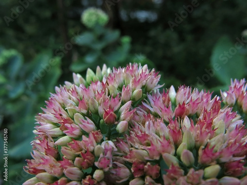 One showy stonecrop bunch with small pink blooming flowers                               