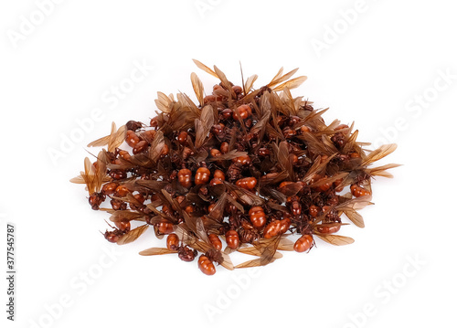 pile of subterranean ant isolated on white background