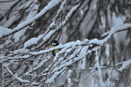 snow covered tree
