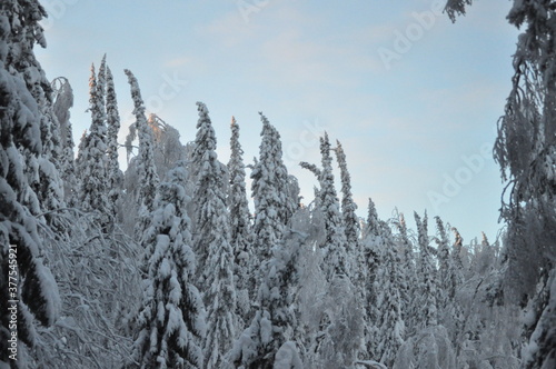 snow covered trees