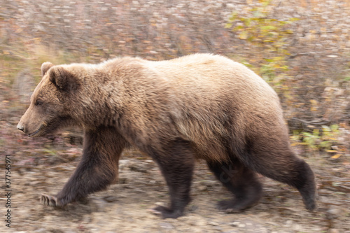 Grizzly Bear in Denali National Park Alaska in Autumn